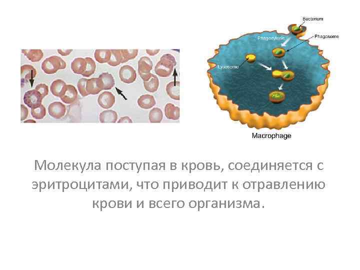 Молекула поступая в кровь, соединяется с эритроцитами, что приводит к отравлению крови и всего