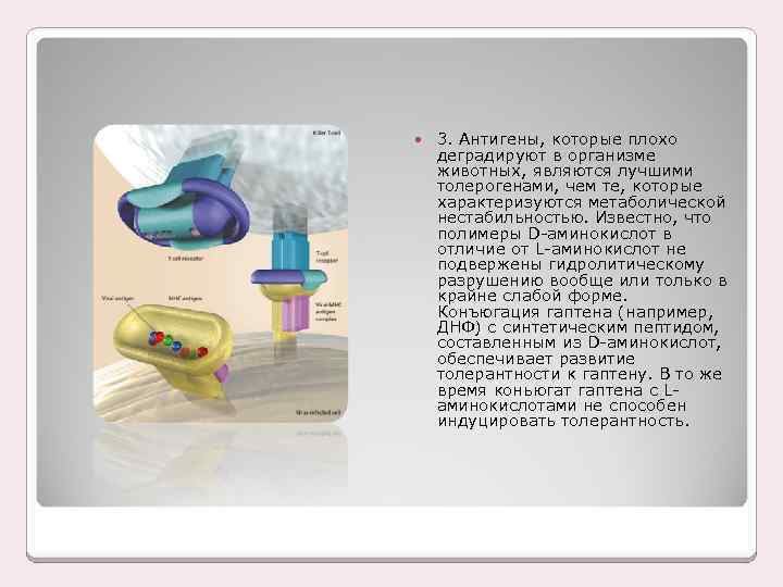  3. Антигены, которые плохо деградируют в организме животных, являются лучшими толерогенами, чем те,