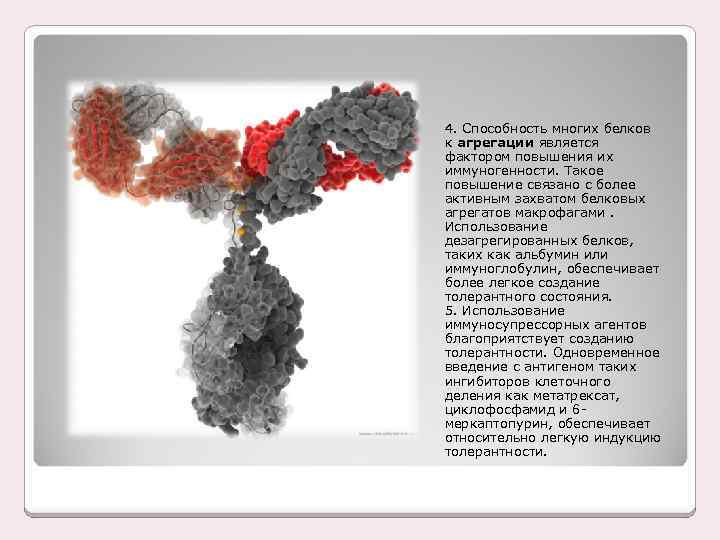 4. Способность многих белков к агрегации является фактором повышения их иммуногенности. Такое повышение связано