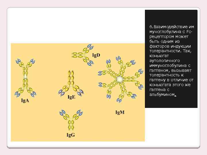 6. Взаимодействие им муноглобулина с Fcрецептором может быть одним из факторов индукции толерантности. Так,
