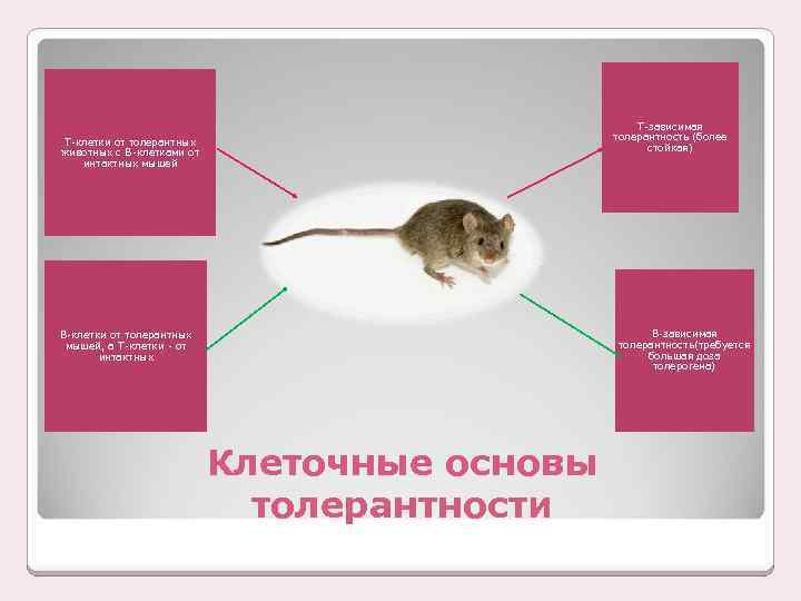 Т-зависимая толерантность (более стойкая) T-клетки от толерантных животных с В-клетками от интактных мышей В-зависимая