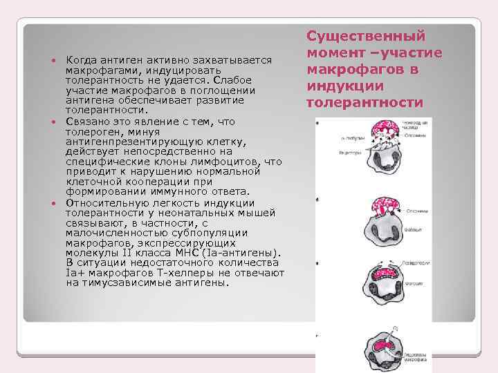 Когда антиген активно захватывается макрофагами, индуцировать толерантность не удается. Слабое участие макрофагов в поглощении
