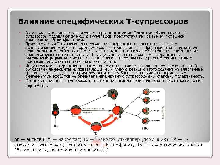 Роль т. Перечислите функции т-киллеров, т- супрессоров, т- хелперов.. Роль т супрессоров. Кооперация клеток в иммунном ответе т-хелперов состоит в. Иммунологическая толерантность роль.