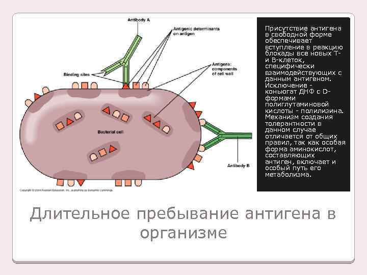 Присутствие антигена в свободной форме обеспечивает вступление в реакцию блокады все новых Т- и