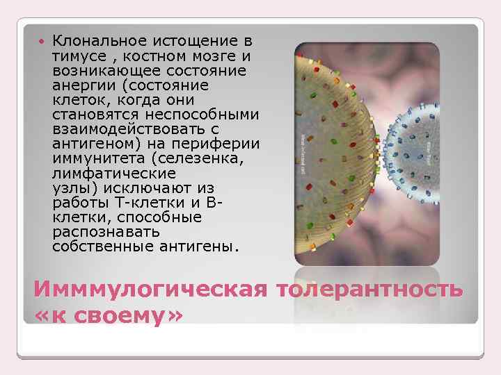  Клональное истощение в тимусе , костном мозге и возникающее состояние анергии (состояние клеток,