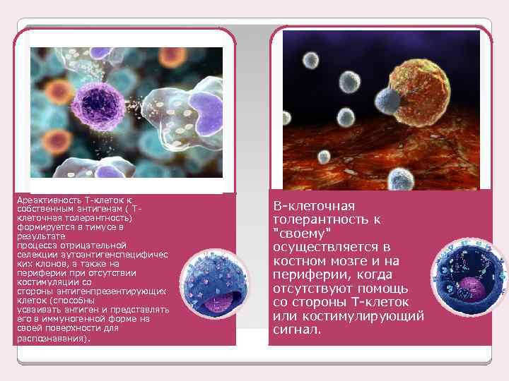 Ареактивность Т-клеток к собственным антигенам ( Tклеточная толерантность) формируется в тимусе в результате процесса