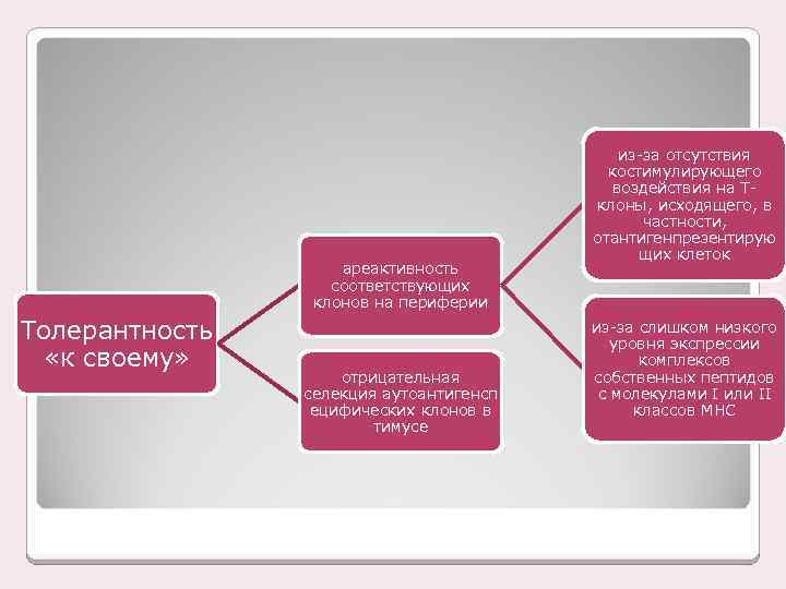 ареактивность соответствующих клонов на периферии Толерантность «к своему» отрицательная селекция аутоантигенсп ецифических клонов в