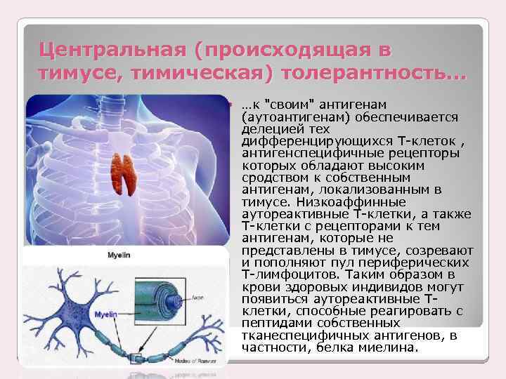 Центральная (происходящая в тимусе, тимическая) толерантность… …к 