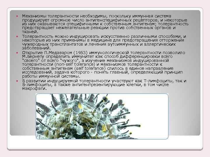  Механизмы толерантности необходимы, поскольку иммунная система продуцирует огромное число антигенспецифичных рецепторов, и некоторые