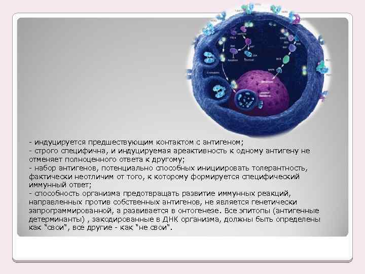 - индуцируется предшествующим контактом с антигеном; - строго специфична, и индуцируемая ареактивность к одному