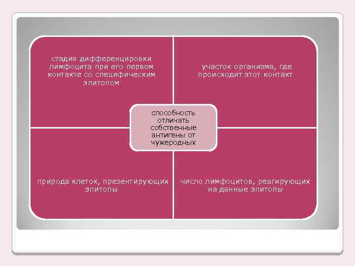 стадия дифференцировки лимфоцита при его первом контакте со специфическим эпитопом участок организма, где происходит