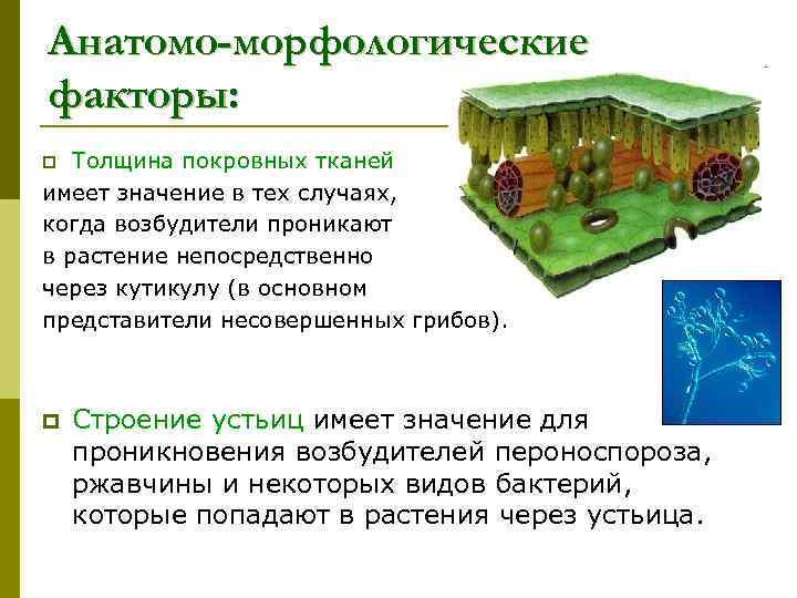 Анатомо-морфологические факторы: Толщина покровных тканей имеет значение в тех случаях, когда возбудители проникают в