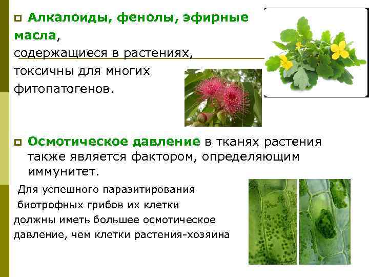 Растения выполняют роль санитаров. Фенолы в растениях. Фитопатоген это. Фитопатогены растений. Алкалоиды содержащие фенолы.