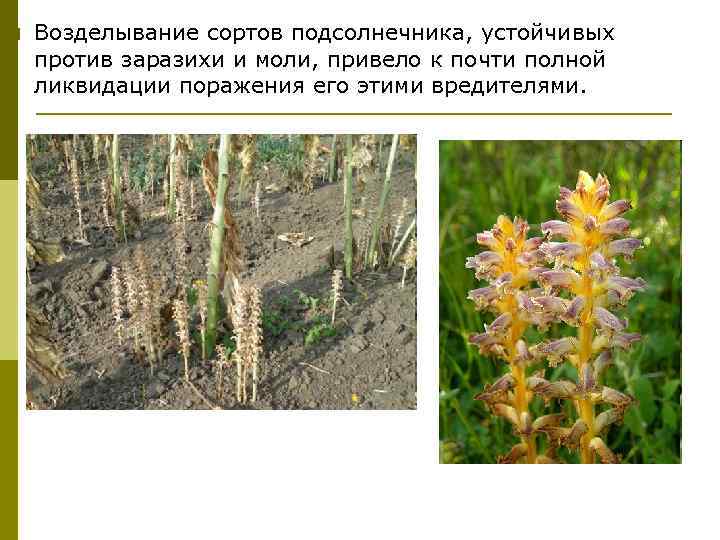 p Возделывание сортов подсолнечника, устойчивых против заразихи и моли, привело к почти полной ликвидации