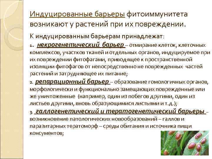 Индуцированные барьеры фитоиммунитета Индуцированные барьеры возникают у растений при их повреждении. К индуцированным барьерам