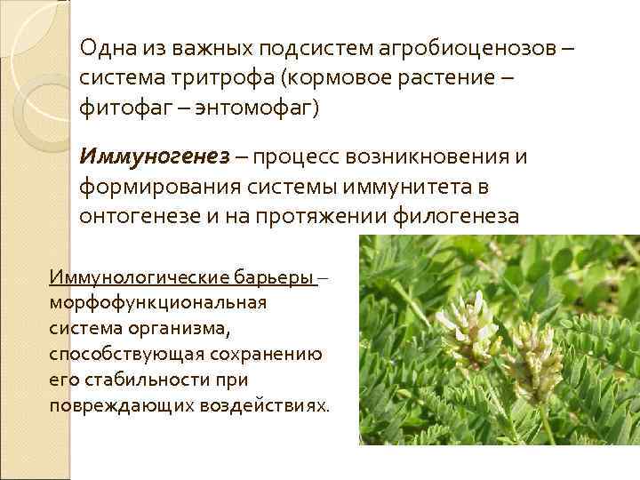 Одна из важных подсистем агробиоценозов – система тритрофа (кормовое растение – фитофаг – энтомофаг)