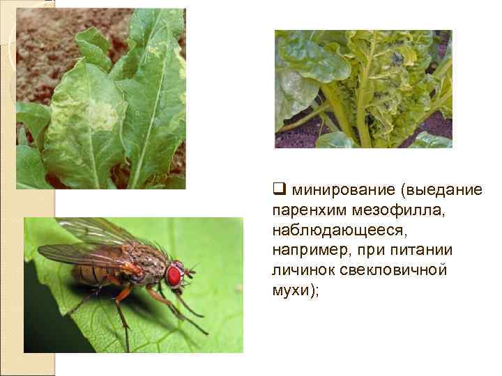 q минирование (выедание паренхим мезофилла, наблюдающееся, например, при питании личинок свекловичной мухи); 