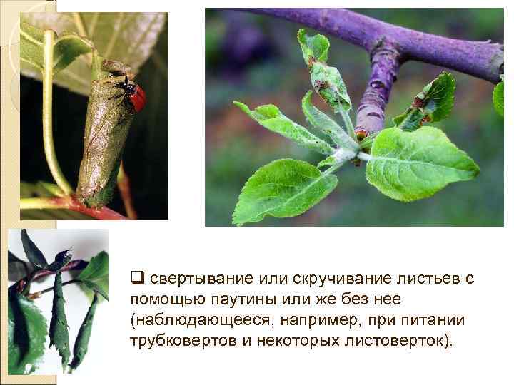 q свертывание или скручивание листьев с помощью паутины или же без нее (наблюдающееся, например,