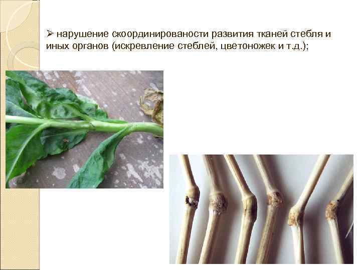Ø нарушение скоординированости развития тканей стебля и иных органов (искревление стеблей, цветоножек и т.
