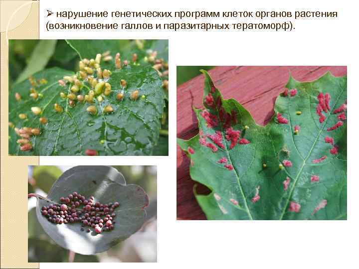 Ø нарушение генетических программ клеток органов растения (возникновение галлов и паразитарных тератоморф). 