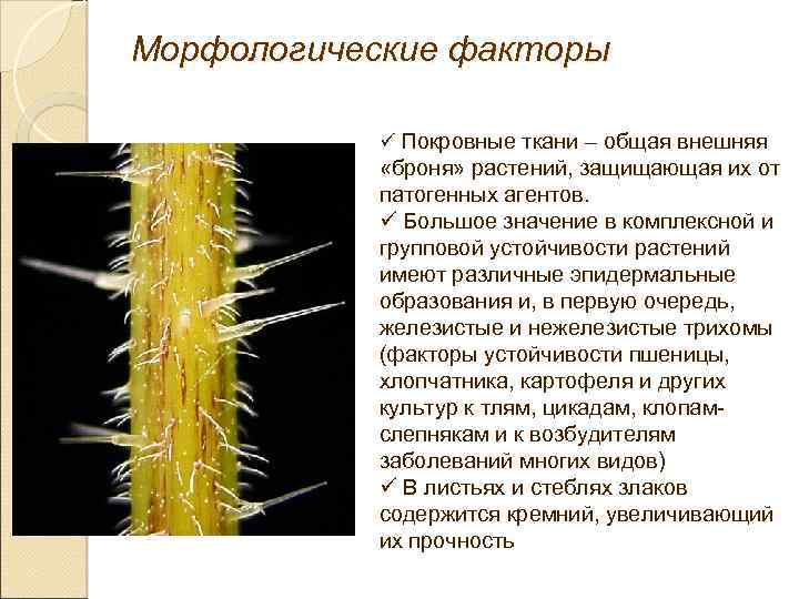 Морфологические факторы ü Покровные ткани – общая внешняя «броня» растений, защищающая их от патогенных