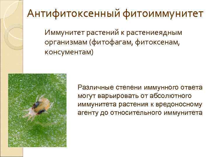 Антифитоксенный фитоиммунитет Иммунитет растений к растениеядным организмам (фитофагам, фитоксенам, консументам) Различные степени иммунного ответа