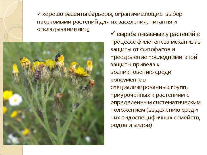 ü хорошо развиты барьеры, ограничивающие выбор насекомыми растений для их заселения, питания и откладывания