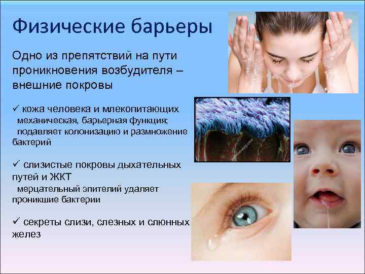 Физические барьеры Одно из препятствий на пути проникновения возбудителя – внешние покровы ü кожа