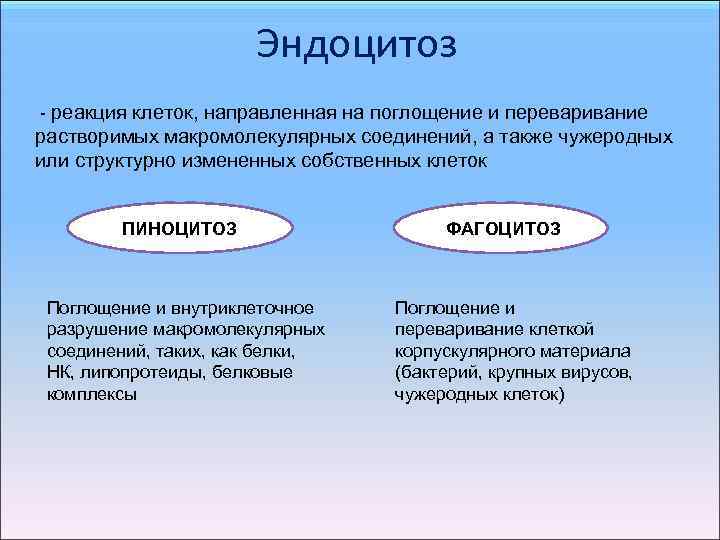Эндоцитоз - реакция клеток, направленная на поглощение и переваривание растворимых макромолекулярных соединений, а также
