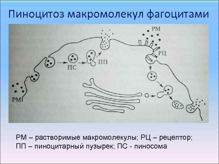 Пиносома в клетке рисунок