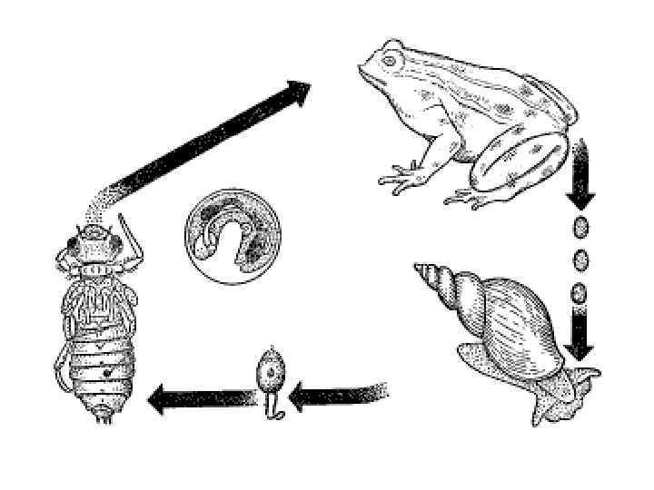  • Антигенная маскировка – синтез поверхностных антигены, сходных с белками хозяина (организм не