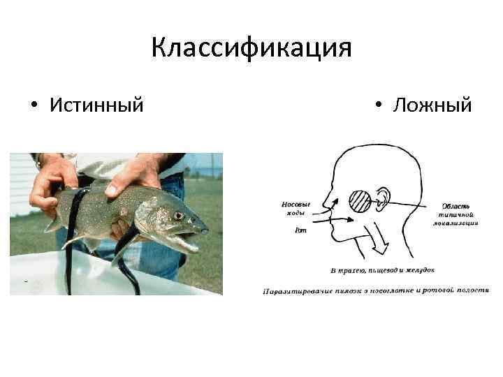 Классификация • Истинный • Ложный 