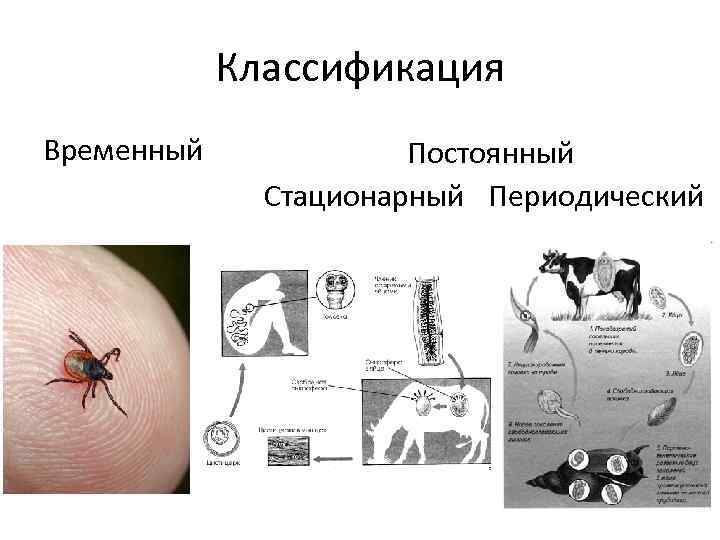 Классификация Временный Постоянный Стационарный Периодический 