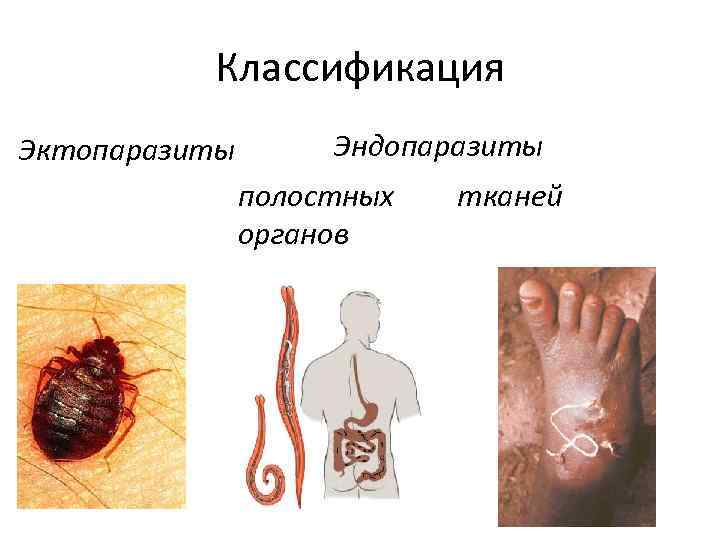 Классификация Эктопаразиты Эндопаразиты полостных органов тканей 