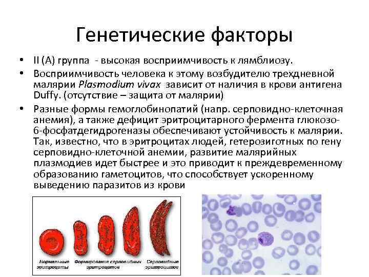 Генетические факторы • II (А) группа - высокая восприимчивость к лямблиозу. • Восприимчивость человека