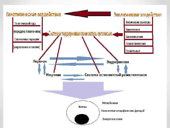 Экологические воздействия и системы поддержания гомеостаза организма 