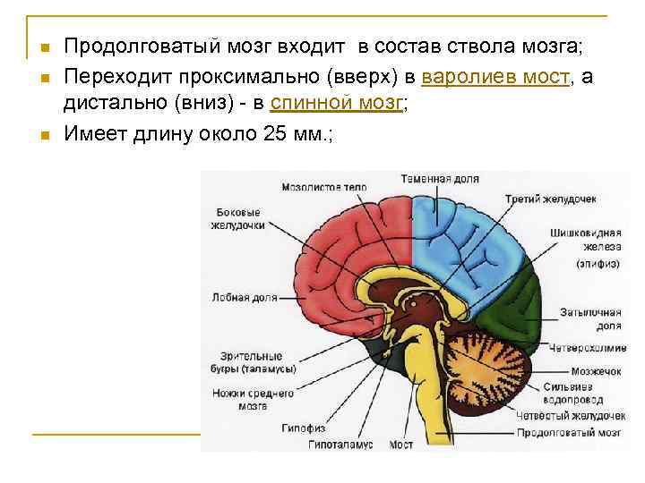 Конечный мозг фото