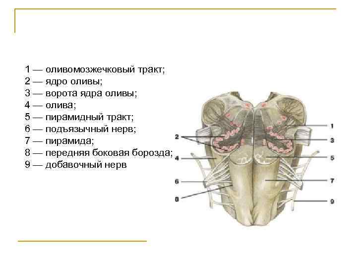 1 — оливомозжечковый тракт; 2 — ядро оливы; 3 — ворота ядра оливы; 4