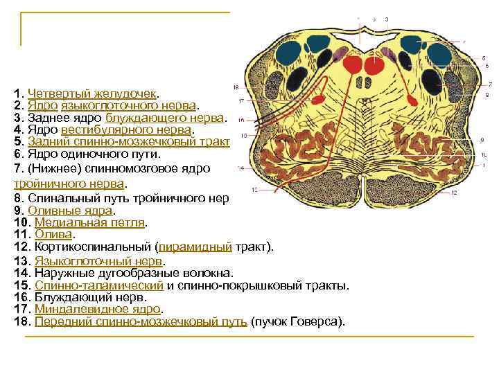 Ядра черепных нервов продолговатого мозга