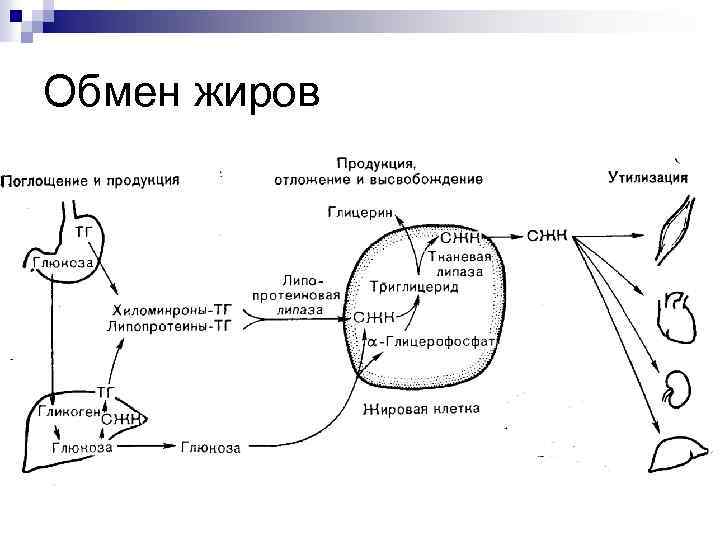 Обмен жиров схема. Жировой обмен в организме человека схема.