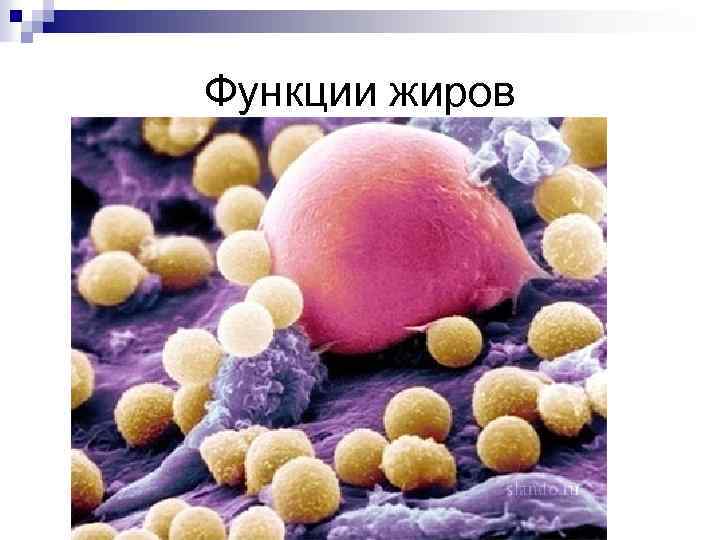 Функции жиров 