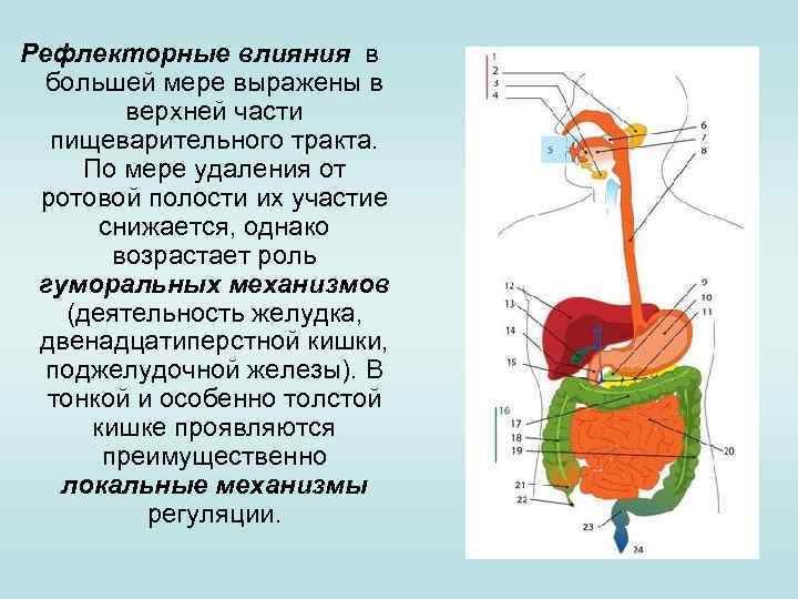 Рефлекторные влияния в большей мере выражены в верхней части пищеварительного тракта. По мере удаления