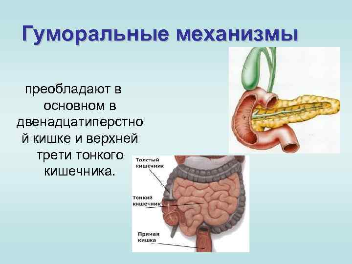 Гуморальные механизмы преобладают в основном в двенадцатиперстно й кишке и верхней трети тонкого кишечника.