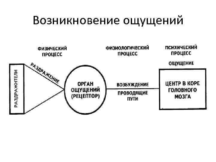 Появление чувств. Теории ощущений в психологии. Рефлекторная теория ощущений. Рецепторная теория ощущений. Основные концепции и теории ощущений.