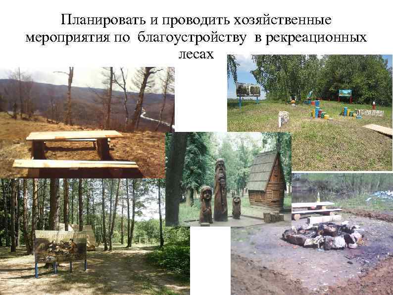 Планировать и проводить хозяйственные мероприятия по благоустройству в рекреационных лесах 