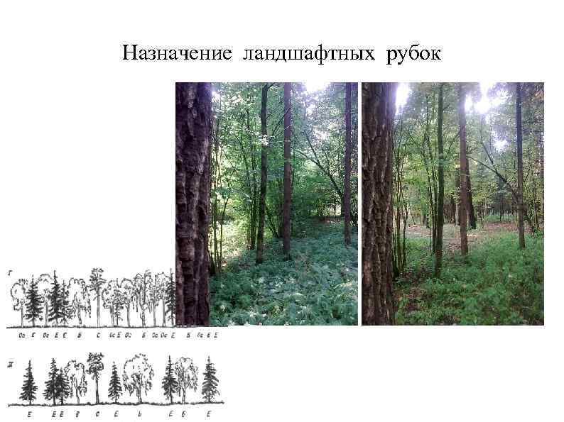 Программа для отвода лесосек на телефоне