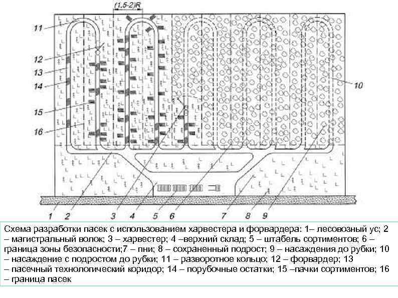Схема разработки пасек с использованием харвестера и форвардера: 1– лесовозный ус; 2 – магистральный