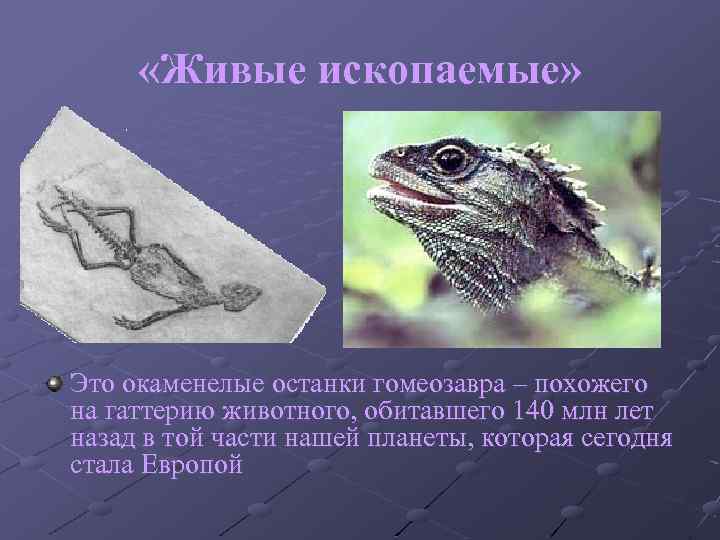  «Живые ископаемые» Это окаменелые останки гомеозавра – похожего на гаттерию животного, обитавшего 140