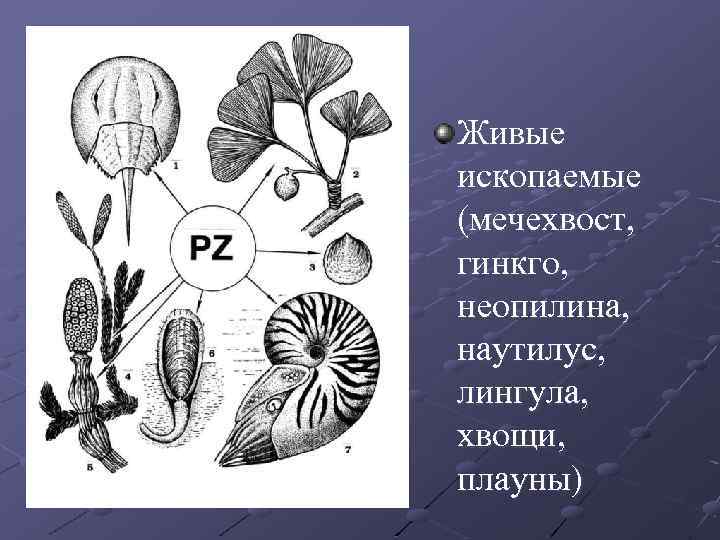 Живые ископаемые (мечехвост, гинкго, неопилина, наутилус, лингула, хвощи, плауны) 