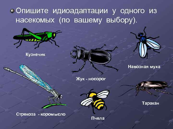 Рассмотрите картинки насекомых определите идиоадаптации каждого насекомого к среде обитания таблица